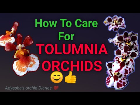 How to care for Tolumnia orchids / culture  /light and watering requirements