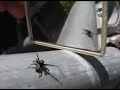 Pavouk vs zrcadlo (DCspartan) - Známka: 1, váha: střední