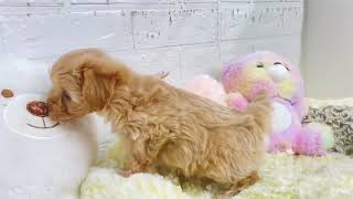 ハーフ犬の動画01