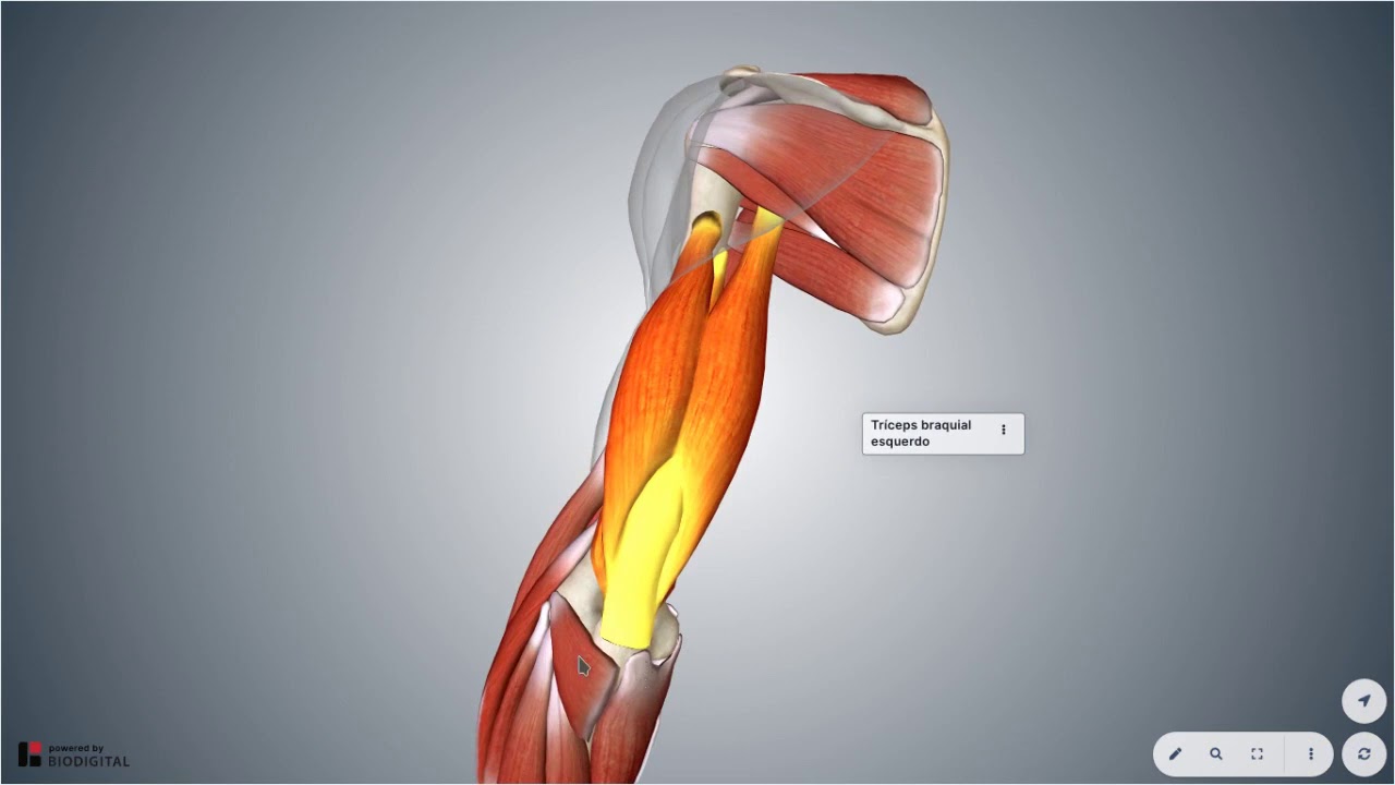 Músculos do Membro Superior