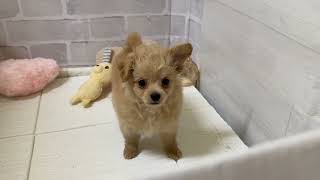 ハーフ犬の動画01