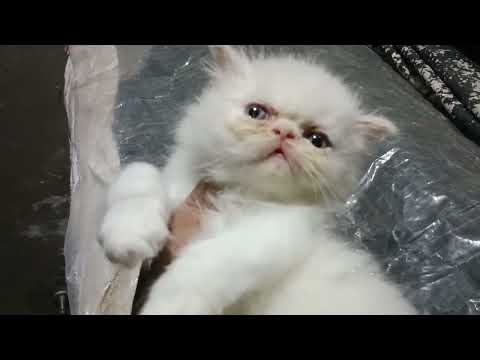 why is my kitten eating litter | how to stop kittens from eating litter #persiancatgujranwala