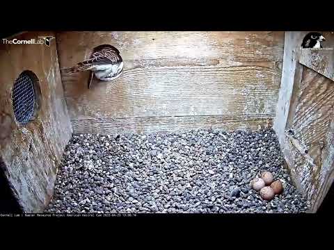 April 25, 2022: Five eggs for the Wisconsin Kestrels!