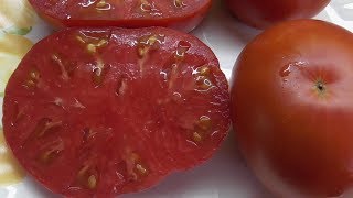Томат Богатырь: отзывы, описание сорта, фото, видео, отзывы, характеристики