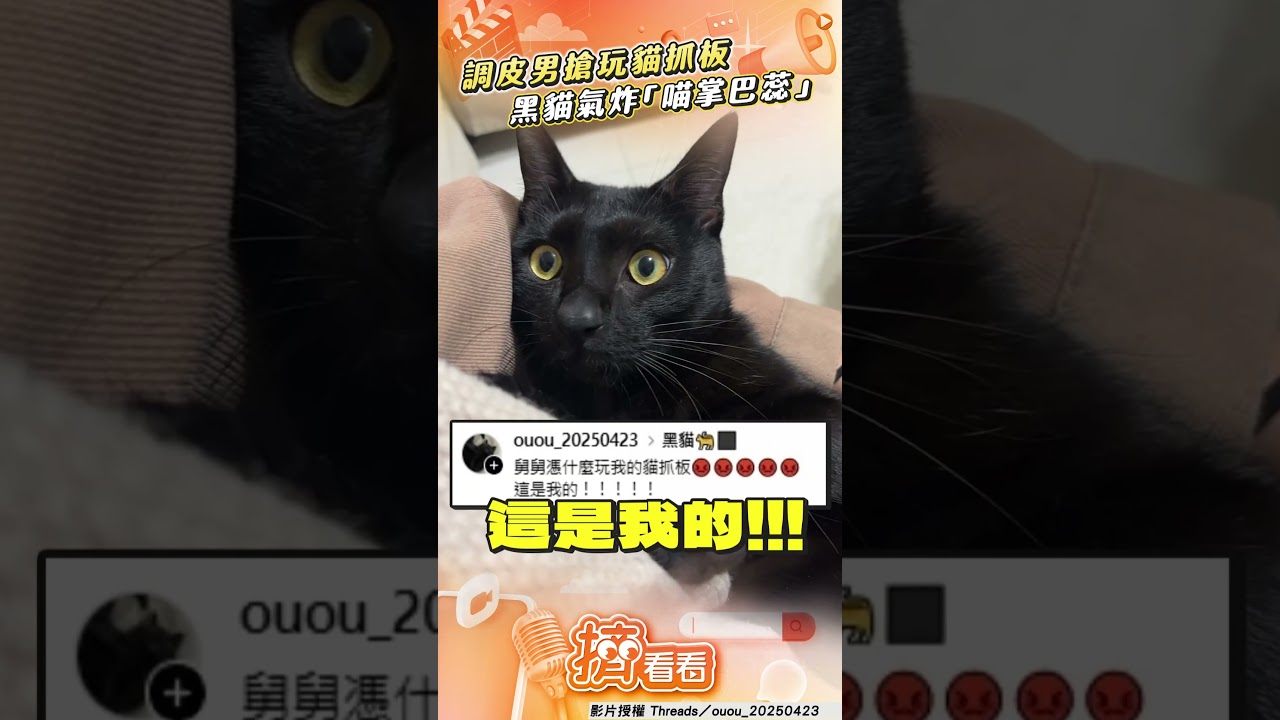 影音／調皮男故意搶玩「貓抓板」！　黑貓氣炸「喵掌巴蕊」宣示主權