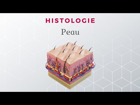 Histologie de la Peau