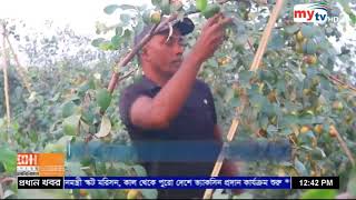 কুল চাষে সফল কৃষক নাজমুল