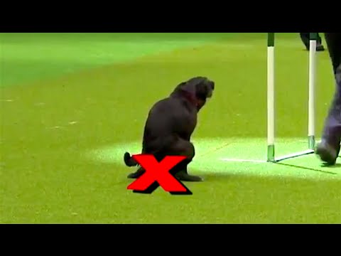 Ozzy Man Reviews: Rebellious Dogs Video