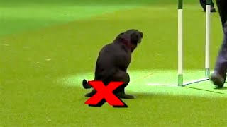 Ozzy Man Reviews: Rebellious Dogs