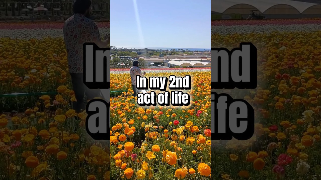 The Flower Fields in Carlsbad, CA is my muse & inspired my next painting. Full video available.