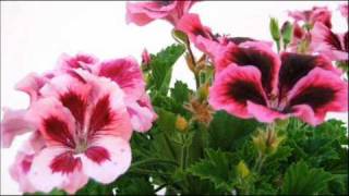 808 State - Spanish Heart