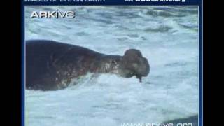 Southern Elephant Seals fighting over territory