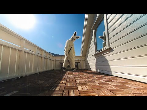 Our House (metal cover by Leo Moracchioli)