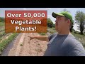 IRRIGATING THOUSANDS OF VEGETABLE PLANTS!
