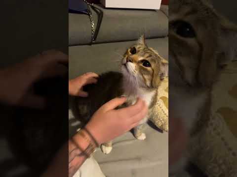 La tête qu’il fait en plus #chat #mignon