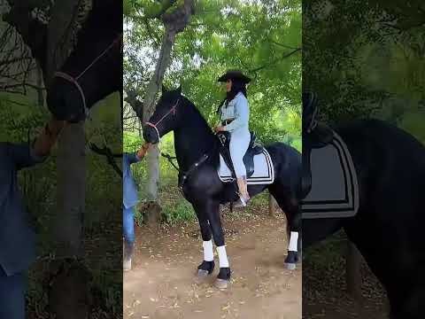 Muelle de los bueyes prefiere botas Alfa Sevilla Boots #nicaragua #caballos #costarica