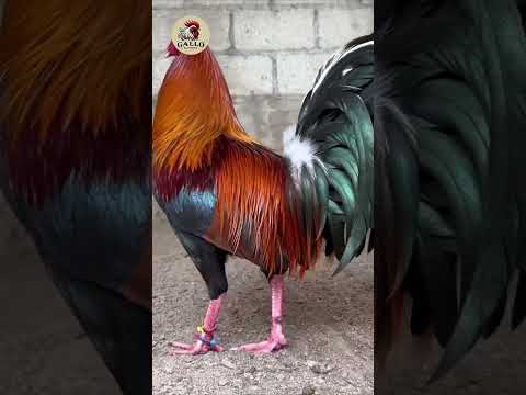 Así Luce la Cruza entre Roundhead y Sweater. #gallofino #gallos #mexico #tendencias