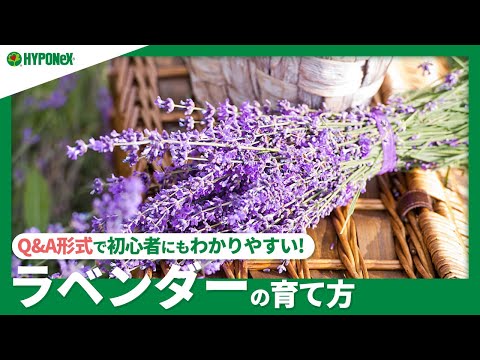 ラベンダーの植え付け:これに注意する必要があります 植物