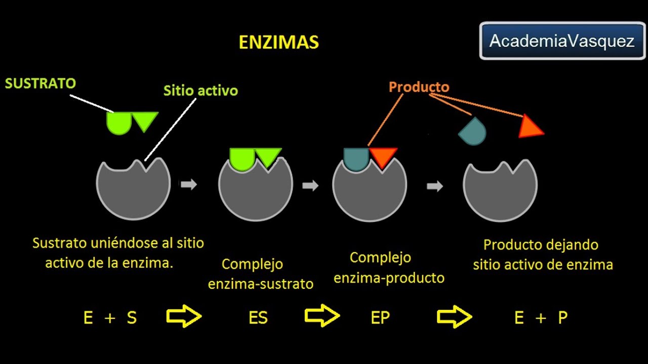 Enzimas: Estructura, Características y Funciones