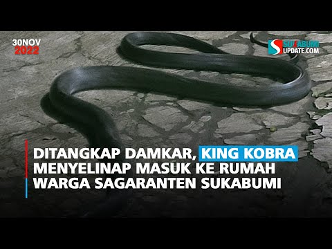 Ditangkap Damkar, King Kobra Menyelinap Masuk ke Rumah Warga Sagaranten Sukabumi