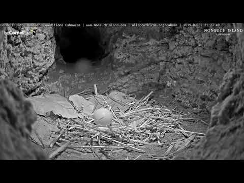 Incubation Break on the Bermuda Cahow Cam, March 5, 2018 | Cornell Lab