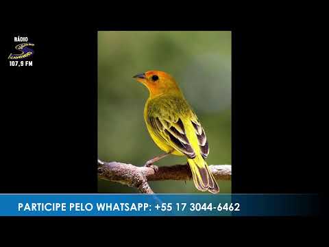 Caminho da Roça - Apresentação: Paulinho | 02/04/2026 - Parte 1