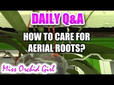Q&A - How to care for aerial roots on Phalaenopsis Orchids?