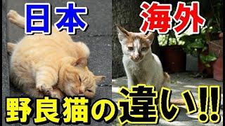 海外の反応 中国人には絶対に近づかないトルコの猫 が 日本人だと 世界のjapan أشهر موقع لمشاركة مقاطع الفيديو الموسيقية على الإنترنت