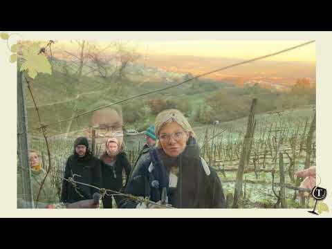 Domaine Tageblatt: Zweiter Arbeitstag - Wie sich Corinne Kox für den Winzerberuf entschieden hat