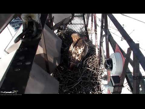 Arthur Visits Cornell Hawks Cam – Feb. 1, 2019