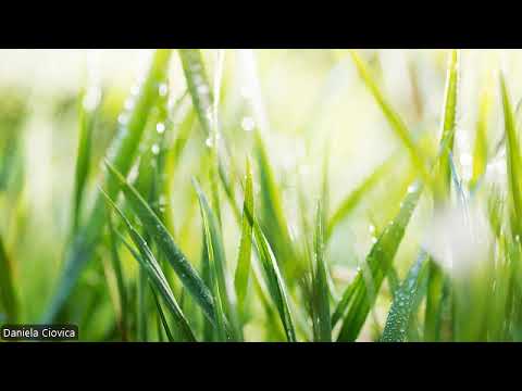 HIPNOZA REGRESIVA.RO351 Corina, frica de necunoscut,atasamentul si rusinea, greseala/pedeapsa