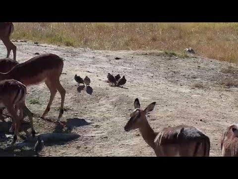 Djuma  Natal Spurfowl and six young ones mingle with Impalas - 06/14/19