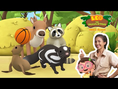 Animals from North America! 🤩 | Leo the Wildlife Ranger | #compilation