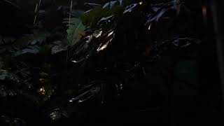 Bro...Make your sleep better with this rain sound