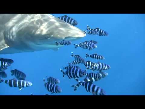Longimanus. Oceanic white tip shark. Red Sea