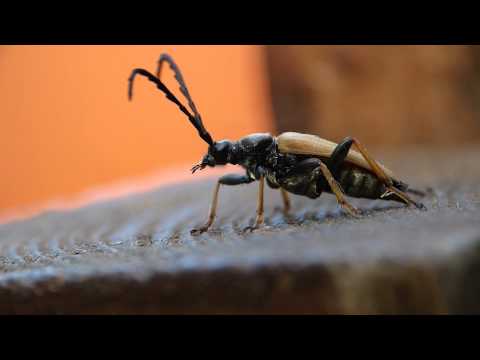 Käfer Makroaufnahme mit FZ150 + Raynox 150