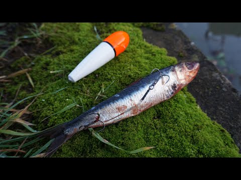 Urban Canal Pike Fishing w/Dead Baits