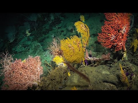 【TED】勞拉-羅賓遜：我在神祕海底發現的祕密（The secrets I find on the mysterious ocean floor | Laura Robinson）。 (【TED】Laura Robinson: The secrets I find on the mysterious ocean floor (The secrets I find on the mysterious ocean floor | Laura Robinson))