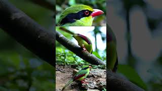 Download lagu Suara Burung Murai Hijau Indochina 4K | Suara Murai Hijau Langka dari Dekat | Klip Satwa Liar Pendek mp3