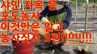 샤인머스켓 멀칭비닐의 지온 변화와 3차방제 포도농민 이면 꼭 봐야할 영상3탄 육성민님 출연^^