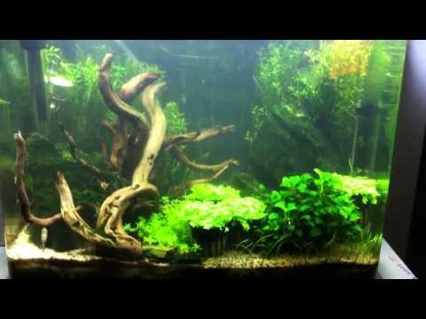 crevette green et otocinclus