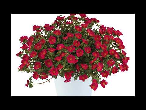 Seven New Series from Danziger