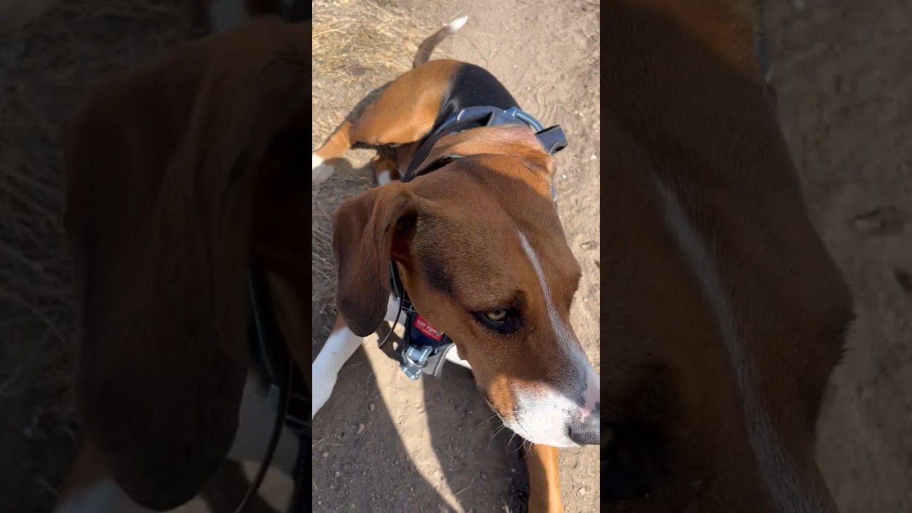 Enlarge Copper, a Adoptable mixed breed in Colorado Springs, CO video 6/6