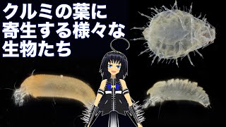 クルミの葉に寄生する様々な生き物たち