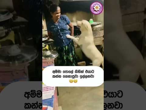 අම්මෝ හුරතලේ 🥰🥰#trending