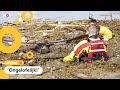 Koe die 100 kilometer zwom, is gezond