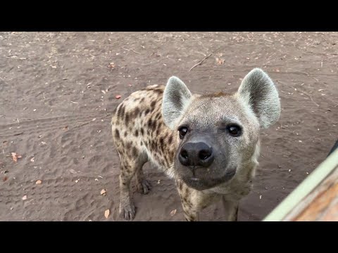 Curious Hyena Comes in Close || ViralHog