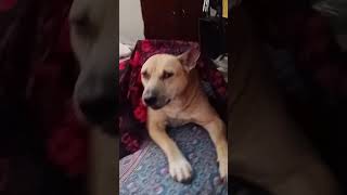 Download lagu Leo’s Expression Says It All mp3