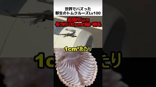野生のトムクルーズレベル100