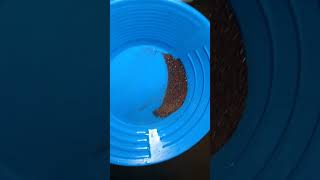 Gold for Felipe (cleanout) #gold #goldmining #goldpanning #goldprospecting
